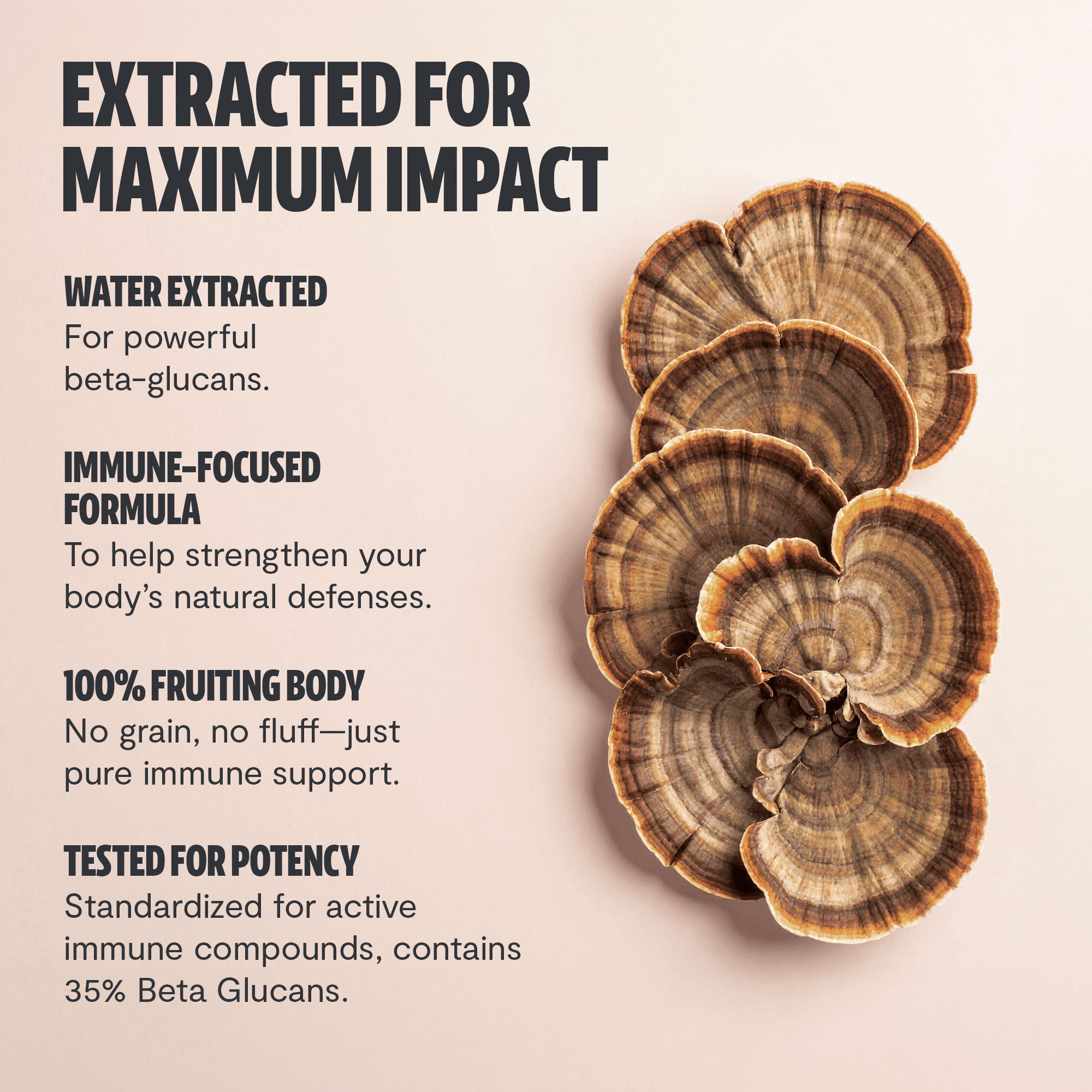 Turkey Tail Mushroom Extract Capsules FreshCap Mushrooms