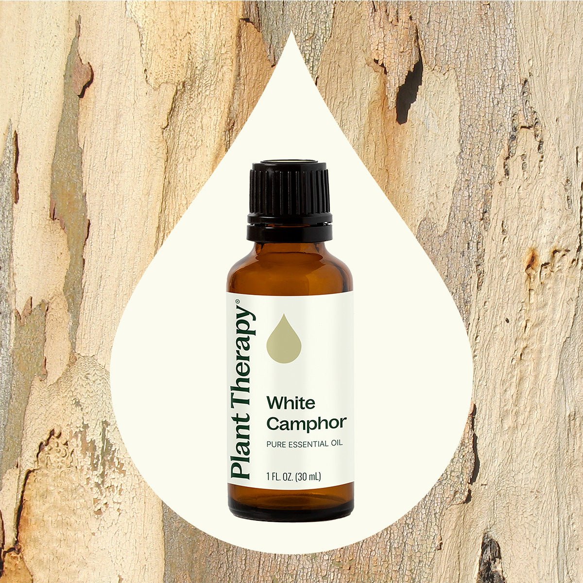 White Camphor Essential Oil Plant Therapy