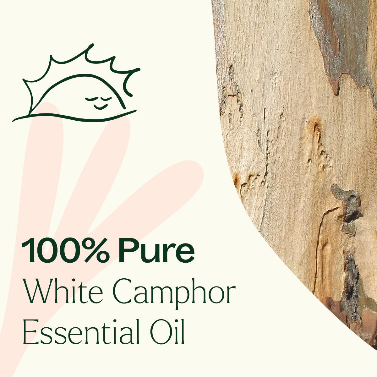 White Camphor Essential Oil Plant Therapy